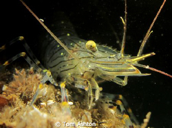 Taken during the NUPG splash-in photography contest in No... by Tom Ashton 